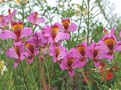 ALSTROEMERIA MAGNIFICA subsp.MAGNIFICA F&W 9523