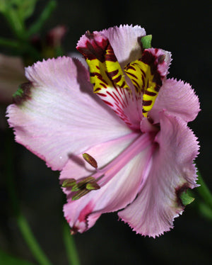 ALSTROEMERIA MAGNIFICA subsp.MAXIMA JCA 2.028.300