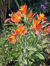 ALSTROEMERIA 'ORANGE GLORY'