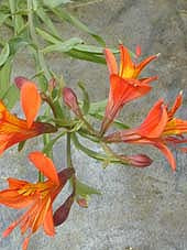 ALSTROEMERIA AUREA 'ORANGE KING'