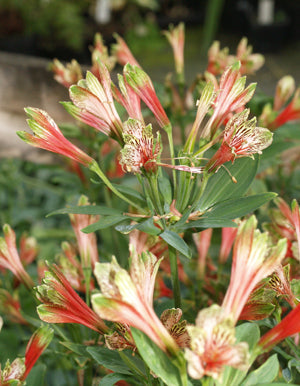 ALSTROEMERIA PSITTACINA 'MONA LISA'