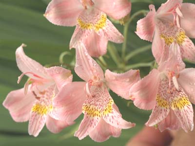 ALSTROEMERIA PALLIDA