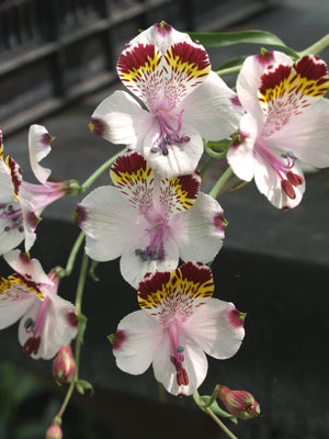 ALSTROEMERIA PHILLIPII F&W 8699