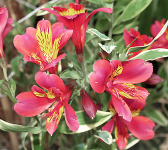 ALSTROEMERIA 'PHOENIX'