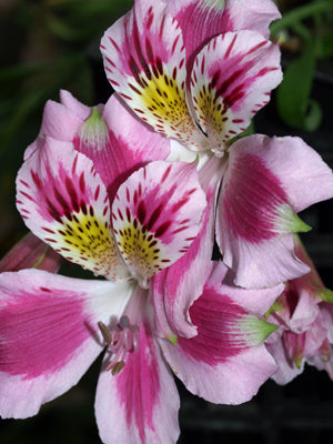 ALSTROEMERIA PELEGRINA