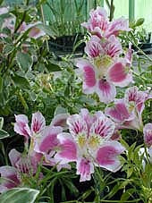 ALSTROEMERIA PELEGRINA form2