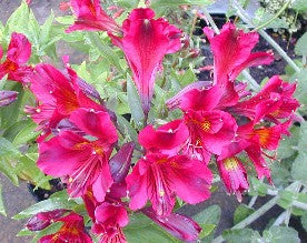 ALSTROEMERIA 'PRINCESS LEYLA'