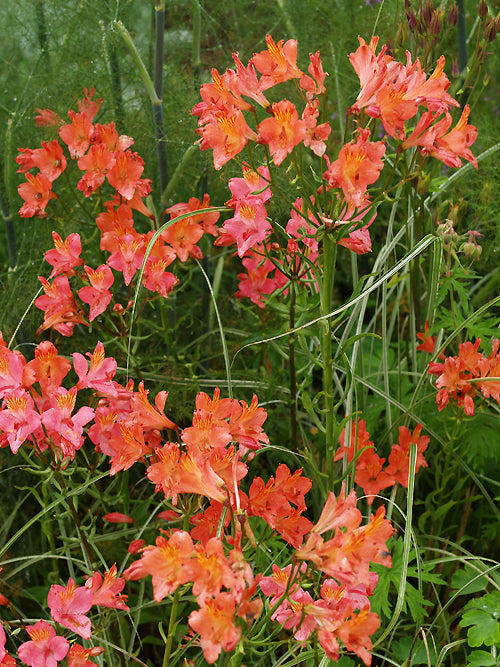 ALSTROEMERIA PRESLIANA RB 94013