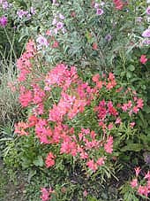 ALSTROEMERIA PSEUDOSPATHULATA RB 94010