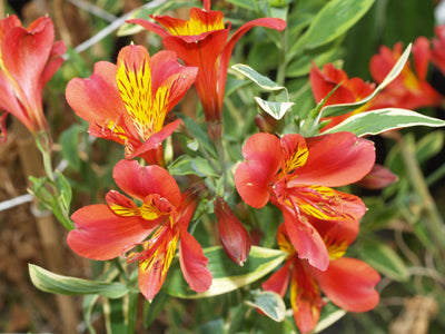 ALSTROEMERIA 'SPITFIRE'