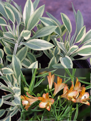 ALSTROEMERIA 'FRANCES'