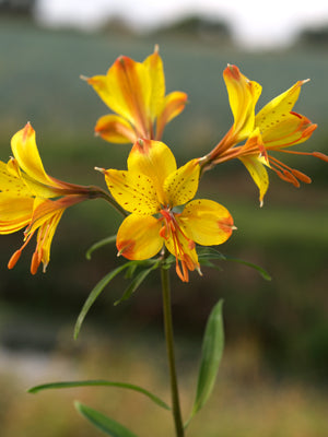 ALSTROEMERIA 'SWEET LAURA'