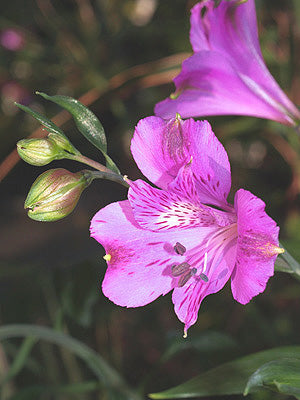 ALSTROEMERIA 'SHORT PURPLE'