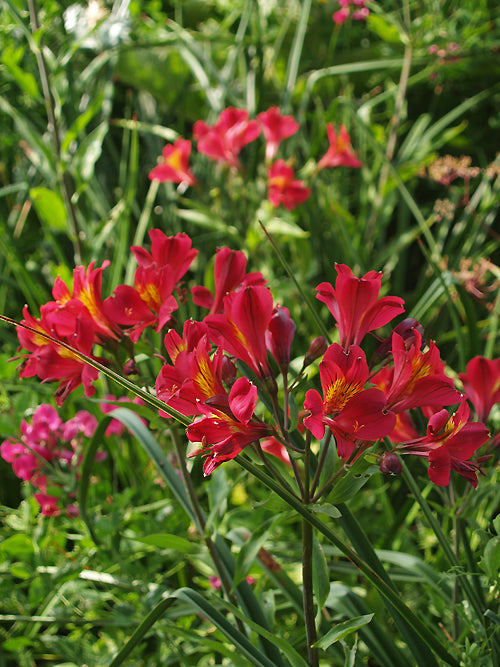 ALSTROEMERIA 'TESSA'