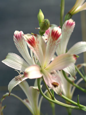 ALSTROEMERIA VERSIColour F&W 8721