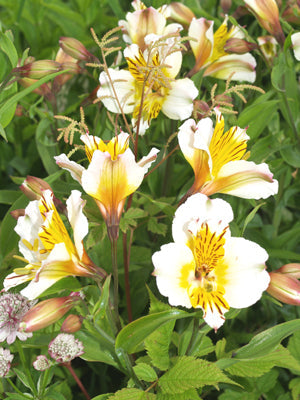 ALSTROEMERIA 'WHITE APOLLO'