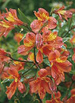 ALSTROEMERIA 'PRINCESS BEATRIX'