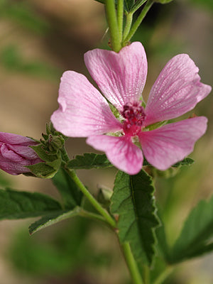 ALTHAEA CANNABINA