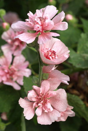 x ALCALTHAEA 'PARKFRIEDEN'