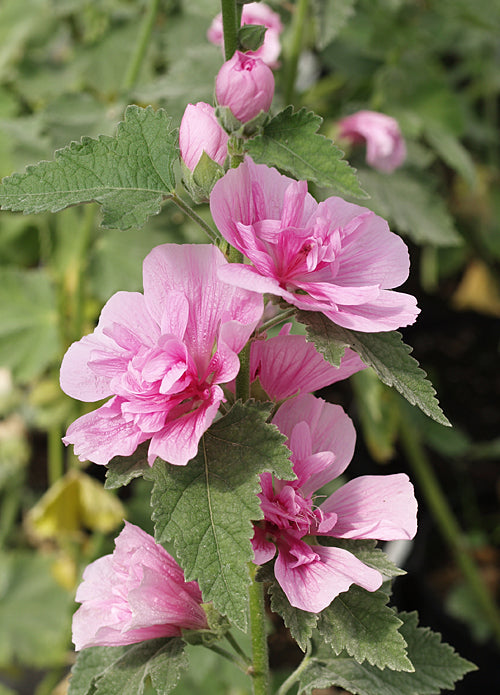 x ALCALTHAEA 'PARKRONDELL'