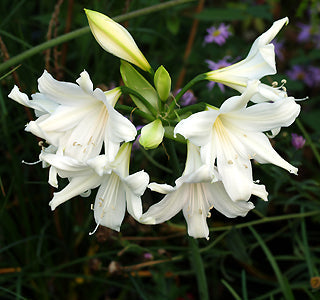 AMARYLLIS BELLADONNA 'ALBA'