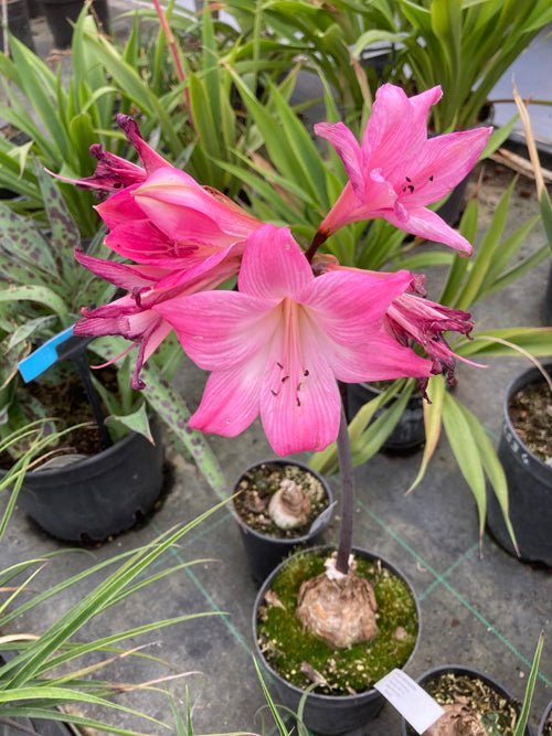 AMARYLLIS BELLADONNA 'ROSE FONCÉ'