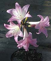 AMARYLLIS BELLADONNA 'JOHANNESBURG'