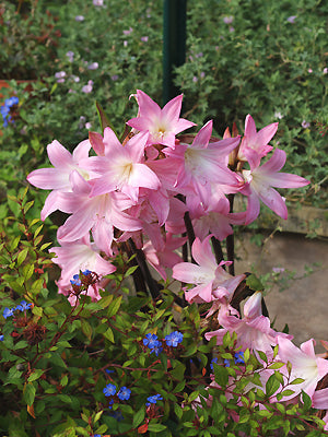 AMARYLLIS BELLADONNA