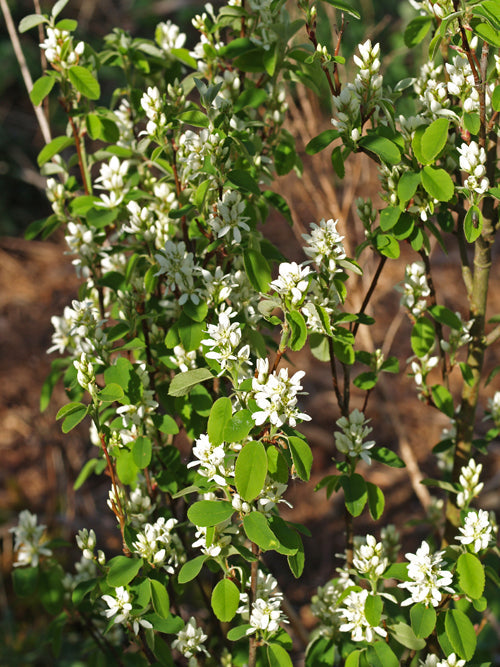 AMELANCHIER ALNIFOLIA 'OBELISK'