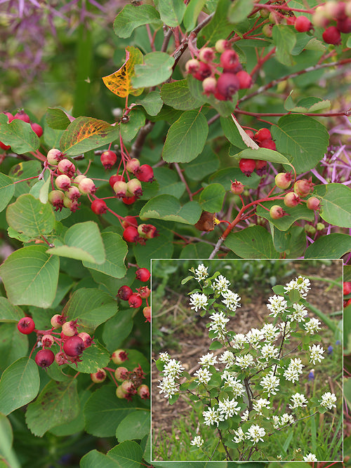 AMELANCHIER ALNIFOLIA var.PUMILA