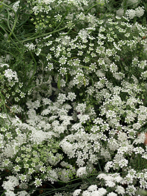 AMMI MAJUS QUEEN OF AFRICA