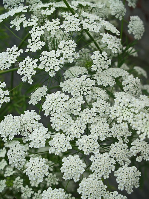 AMMI MAJUS