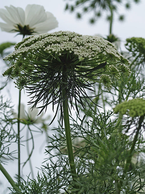 AMMI VISNAGA