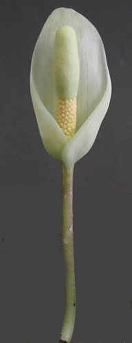 AMORPHOPHALLUS ALBISPATHUS