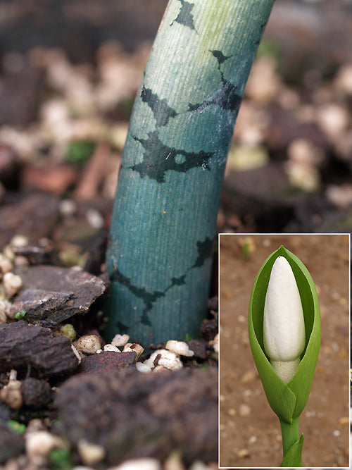 AMORPHOPHALLUS STIPITATUS