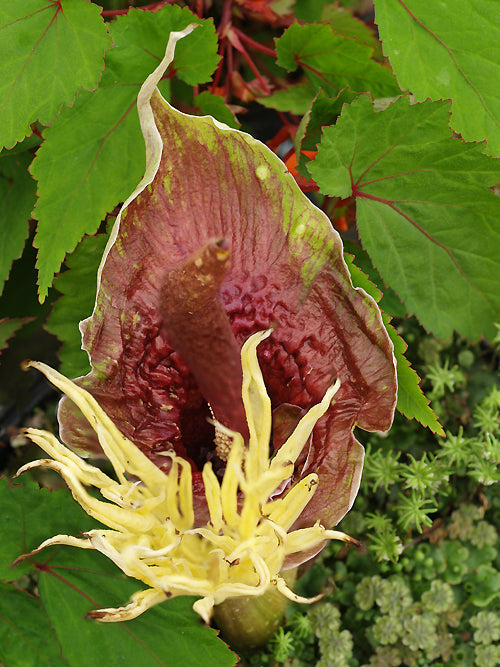 AMORPHOPHALLUS HENRYI