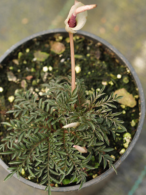 AMORPHOPHALLUS ONGSAKULII