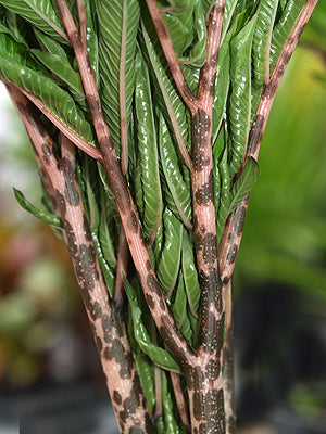 AMORPHOPHALLUS KONJAC