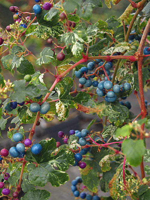 AMPELOPSIS BREVIPEDUNCULATA var.MAXIMOWICZII 'ELEGANS'