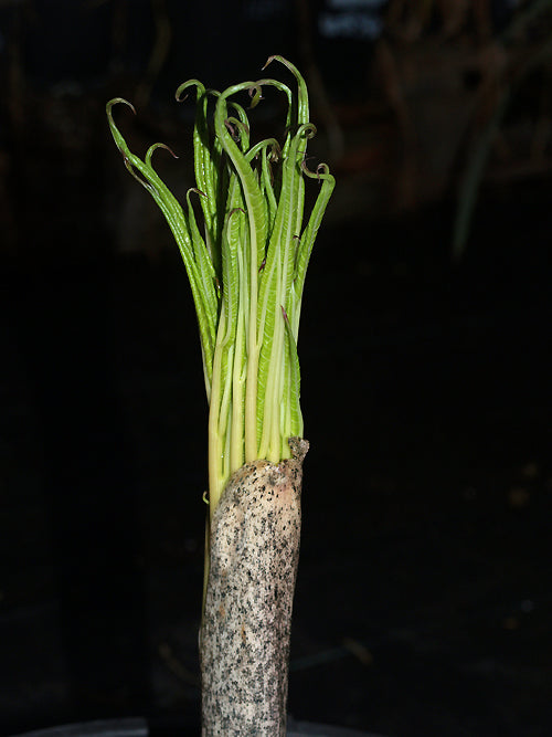 AMORPHOPHALLUS NAPALENSIS