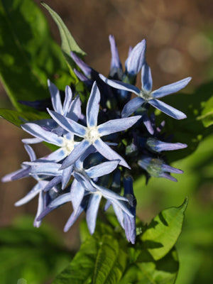 AMSONIA CILIATA