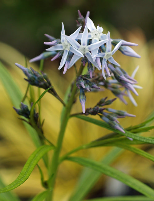 AMSONIA 'ERNST PAGELS'