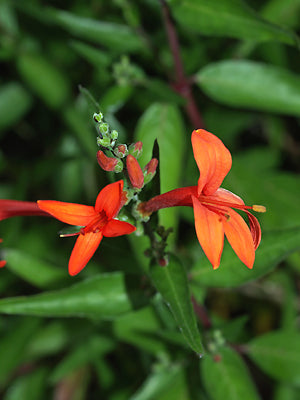 ANISACANTHUS QUADRIFIDUS var.WRIGHTII