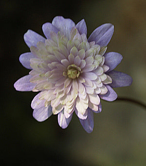 ANEMONE APENNINA double flowers