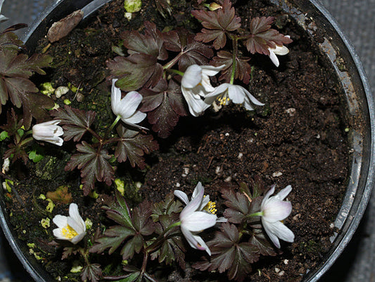 ANEMONE NEMOROSA DARK LEAF