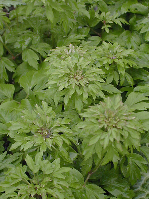 ANEMONE NEMOROSA 'VIRIDIFLORA'