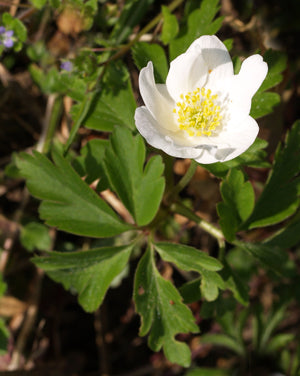 ANEMONE NEMOROSA 'WILKS' GIANT'