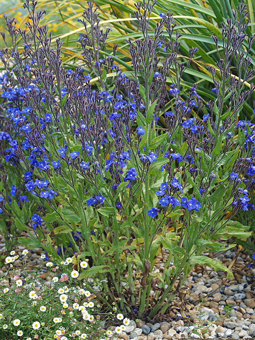 ANCHUSA AZUREA 'DROPMORE'