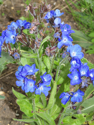 ANCHUSA AZUREA 'LODDON ROYALIST'