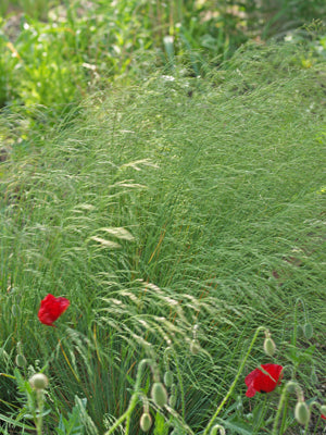 SCHIZACHYRIUM SCOPARIUM 'PRAIRIE BLUES'
